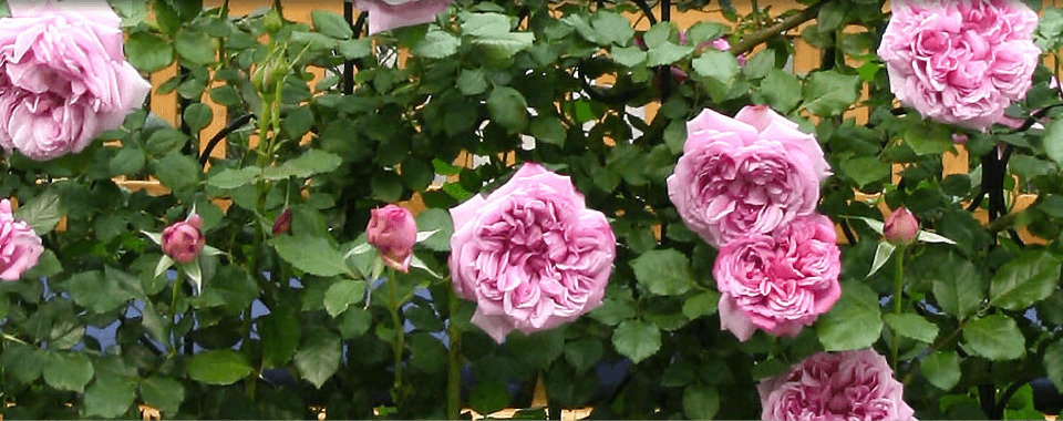 2015「庭でできる豊かな健康生活ガーデンセラピーの庭」第17回 国際バラとガーデニングショウ